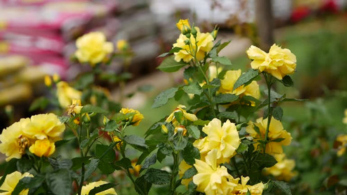 Flowers after a rainstorm. Bush of yellow roses in the rain. Water drops on green leaves.jpg