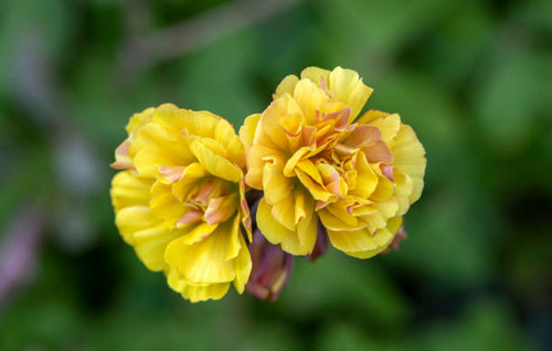 Wild flower; Scientific name: Oxalis pes-caprae var. pleniflora L..jpg