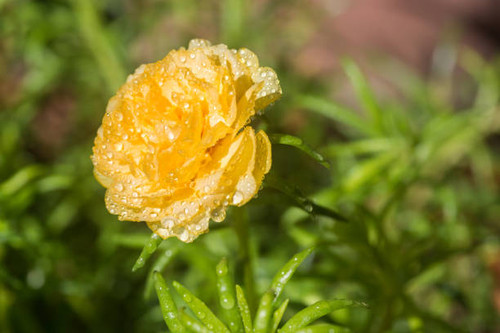 Yellow flower on nature background, Common Purslane, portulaca flowers, Verdolaga, Pigweed..jpg