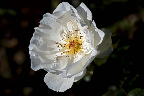 big white open blossom of a white shrub rose with yellow stamens and pistil.jpg