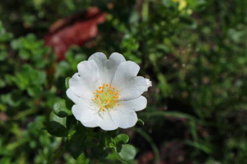 White hibiscus flowers with bright yellow stamens..jpg