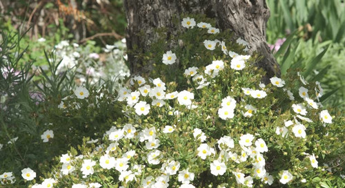 Cistus flowers. Wild plant used in the Mediterranean gardens of Liguria.   Near Cinque Terre, Liguri.jpg