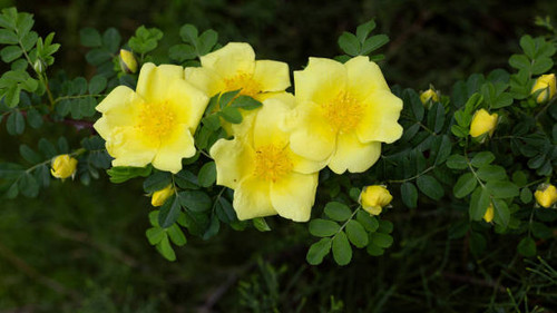 Yellow rosehip flowers on a blurred dark background. Blooming wild rose on a spring day..jpg