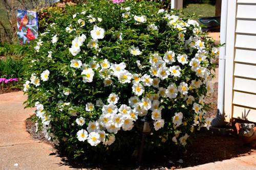 Cherokee  rose bush at garden area..jpg