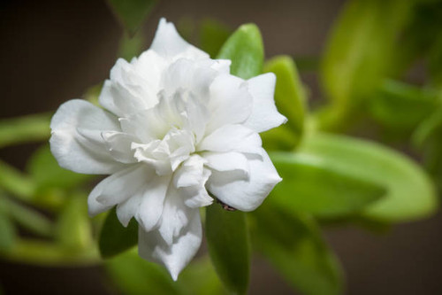 Closeup of beautiful white portulacaceae flower in the garden (flowers, flower, spring).jpg