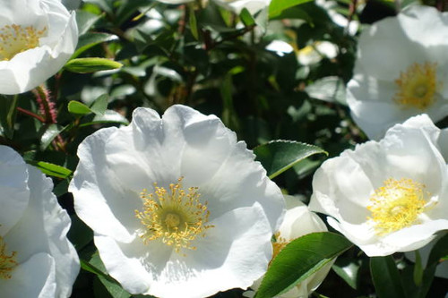 burnet rose.jpg