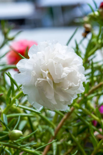 Closeup of a blooming pink purslane flower.jpg