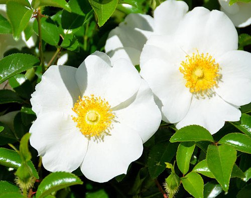 Cherokee Rose the official state flower of Georgia, USA..jpg