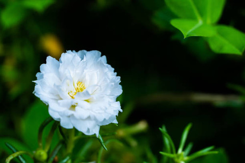 Close up pink Portulaca oleracea  flower on blur nature background with selectived focus wiht bokeh .jpg