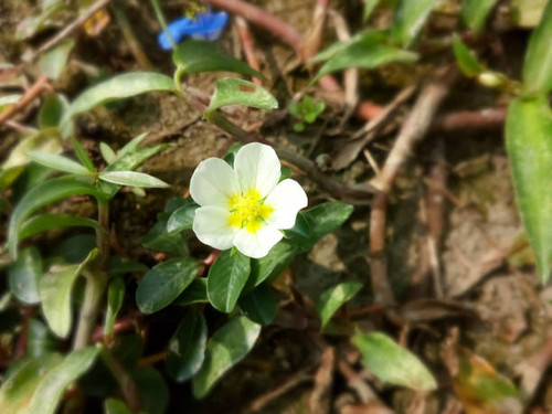 close up view of water primrose oLudwigia peploides or creeping water primrose with natural backgrou.jpg
