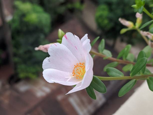 A closeup shot of a blooming white Mexican rose with blur background.jpg