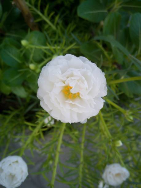 Close up of white Mose rose.jpg