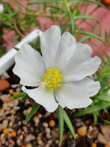 A closeup shot of a white flower in a pot on a blurred background.jpg