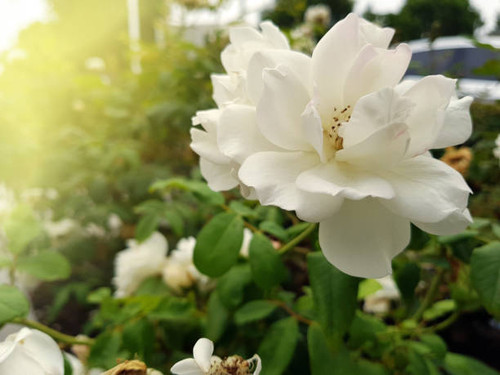 close up shot of a pure white, Dried flowers. showing exquisite detail..jpg