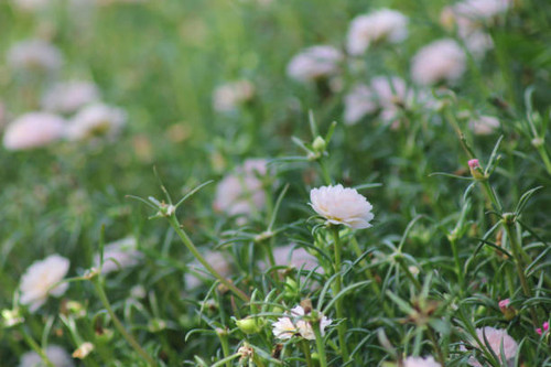 Close up photo of Common Purslane flower.jpg