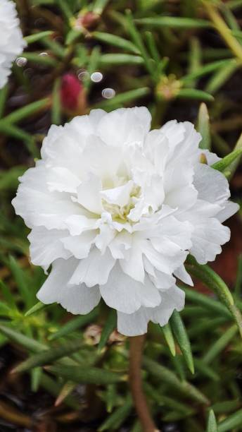 Moss rose, Portulaca grandiflora, is a drought and heat tolerant annual native to hot, dry plains in.jpg