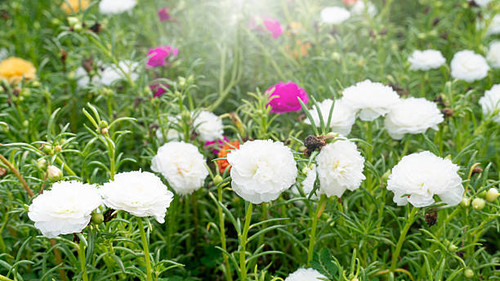 Colorful flowers of the tree Morning Glory. Blooming in the morning sunlight..jpg