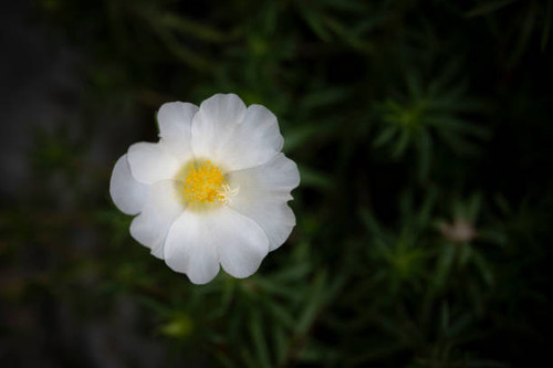 Close-up of the small white Portulaca oleracea flower is blooming for only a few hours on a sunny mo.jpg