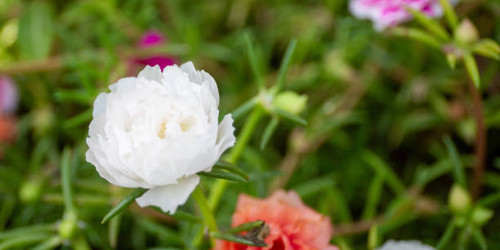 Flower soft focus with some sharp and natural blurred background. Bouquet of blue, purple, pink, whi.jpg
