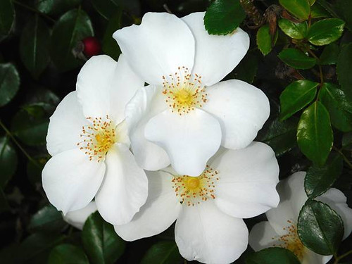 flowers outdoors.jpg