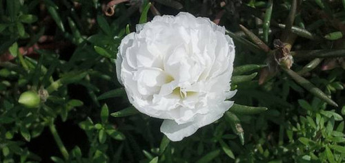 Flowers appear very beautiful when it's the rainy season.jpg