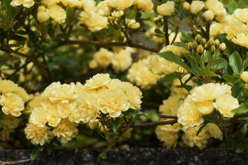 Banksia rose blossoms / Rosa banksiae.jpg