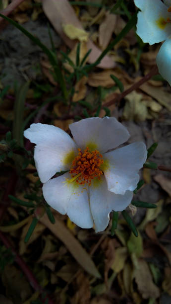 A Beautiful White Flower Of Evergreen.jpg