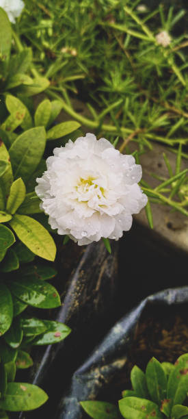 Some photos of flowers taken in the garden, Aceh Timur, Aceh province.jpg