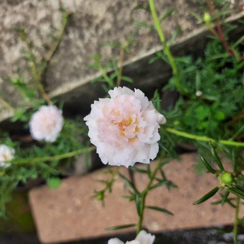 pink flowers are very beautiful on the side of urban streets.jpg