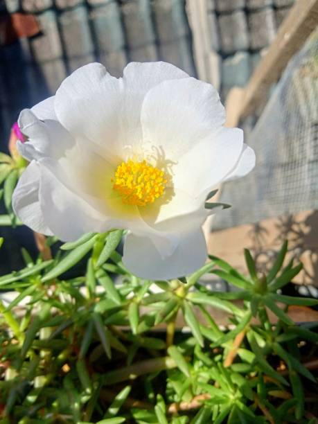 Large white flowers with yellow pistils are blooming so beautifully in a pot.jpg
