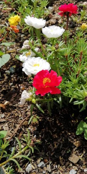 Multi-colored flowers in a garden.jpg