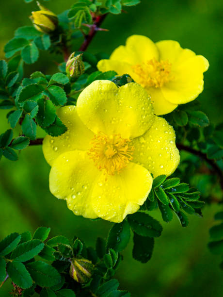 Rosehip flowers with leaf. Rose hip flower in the garden against.jpg