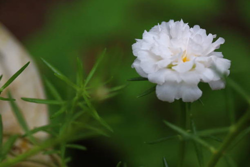 Close image of  a flower.jpg
