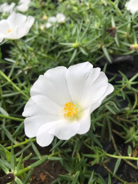 Jasmin flower. Beautiful white flower Taken from a private garden..jpg