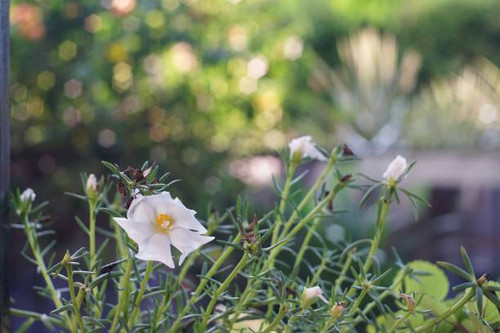 Green park with white blooming flower.jpg