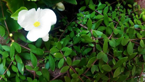 Sibiu, Romania, August 14, 2017, Creator/Artist - Larisa-Maria Brudan: Green Leaves Background.jpg