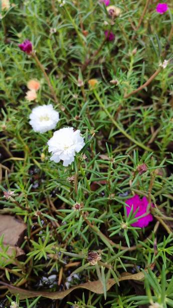 Moss rose, Portulaca grandiflora, is a drought and heat tolerant annual native to hot, dry plains in.jpg