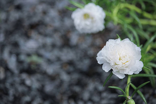 Common Purslane, Verdolaga, Pigweed, Little Hogweed or Pusley flower.jpg