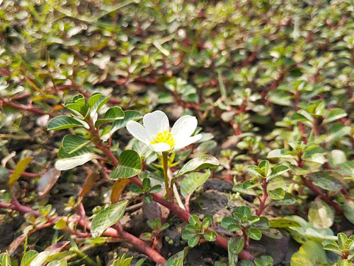 Common purslane plant (Common Purslane) in outdoor garden, close up view.jpg