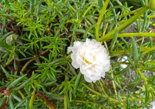 Portulaca grandiflora or crocot roses.jpg