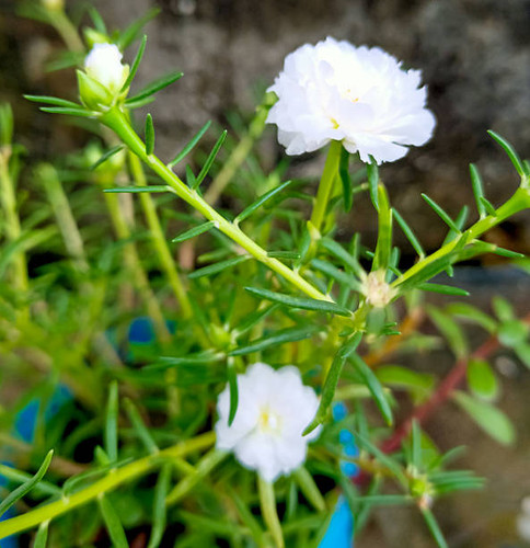 Colorful Portulaca flowers in full bloom with pink and white petals, surrounded by lush green foliag.jpg