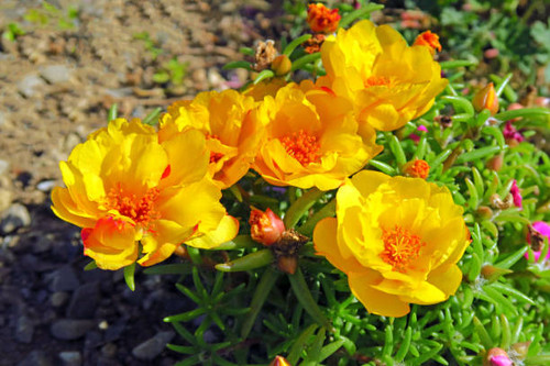 Moss-rose purslane flowers - Portulaca grandiflora.jpg