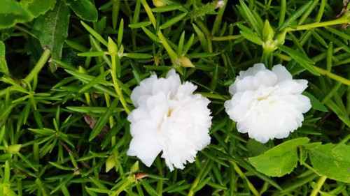 Common purslane,verdolage,pigweed,little hogweed beautiful flower.Thailand..jpg