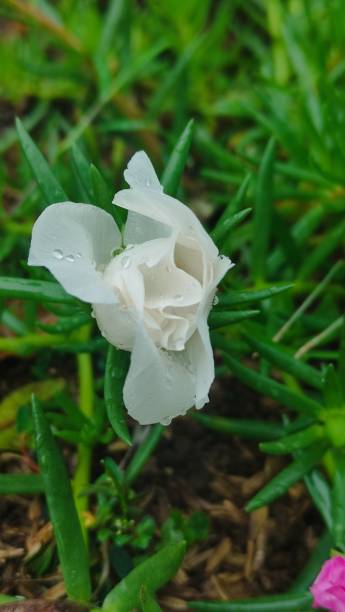 The white flower stands out amidst the green grass. Its delicate petals are pristine white and have .jpg