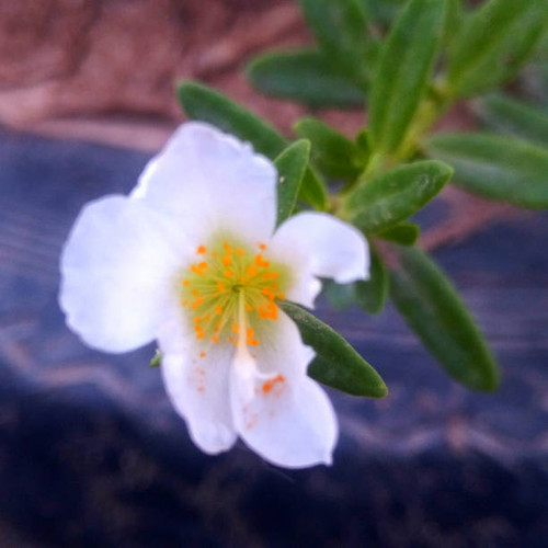 Peque?a flor blanca colorida.jpg