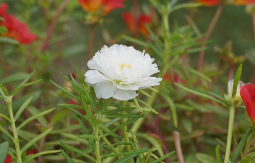 white color daisy flower on a grass bed.jpg