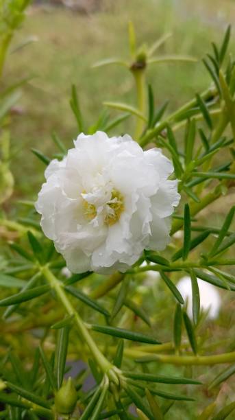 Elegant White Moss Rose Bloom (9x16). This white Moss Rose flower has delicate, ruffled petals and a.jpg