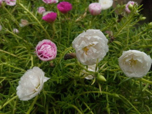 different color flowers.jpg