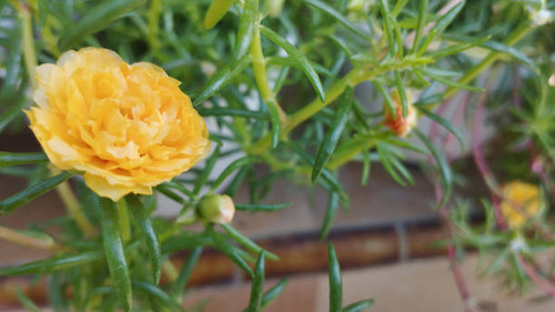 yellow portulaca flowers. can be used as an attractive garden decoration.jpg