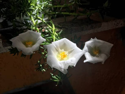 Plant eleven hours with white flowers.jpg